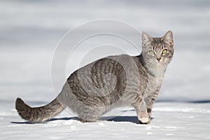 Gray and white cat standing in snow