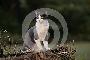 Gray and white cat on a stump in a yard