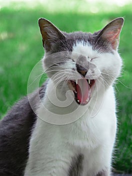 Grigio un bianco gatto sbadigliando  sorridente 