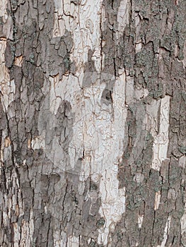 Gray white close up tree bark background pattern.