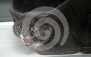 Gray and white domestic cat is afraid