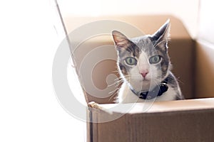 The gray-white domestic curious and worried cat sitting in a cardboard box and looking at the camera. pets alone at home during