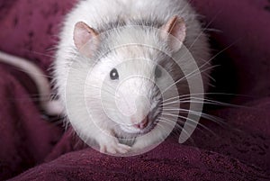 Gray and White Domestic Rat on Red