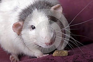 Gray and White Domestic Rat on Red