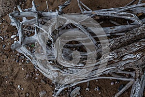 gray white dry twisting patterned tangled roots of old dead tree on backdrop of sand with light shells and pebbles