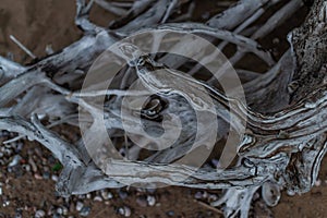 Gray white dry twisting tangled roots of old dead tree on backdrop of sand earth with shells and pebbles