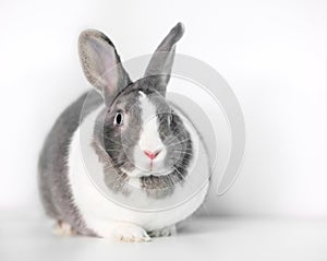 A gray and white Dutch rabbit with a large dewlap