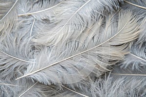Gray white feather wooly pattern texture background