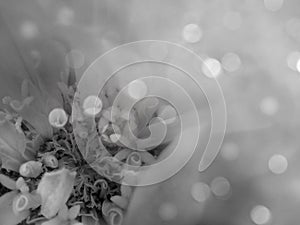 Gray-white flower on the blurred bokeh background. Close-up. floral composition. floral background.