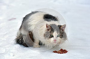 Gray and white fluffy hungry cat eating outdoors