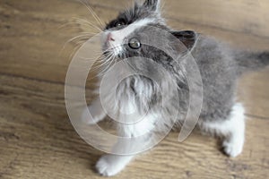 Gray-white fluffy kitten plays fun