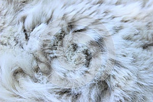 Gray-White Fur Close Up. Fur Texture.