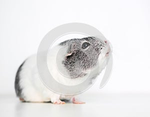 A gray and white Guinea Pig on a white background