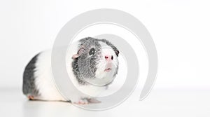 A gray and white Guinea Pig on a white background