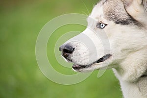 A gray and white husky dog on a background of green grass blurred