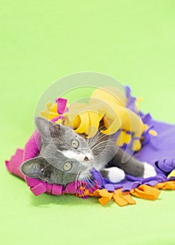 Gray and white Kitten in colorful blanket, green background.
