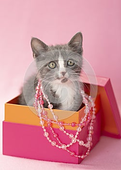 Gray and white kitten inside pink box pink background