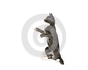Gray and white kitten playing on white