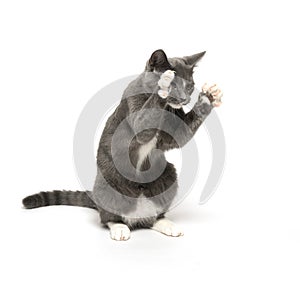 Gray and white kitten on white