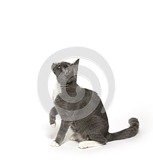 Gray and white kitten on white