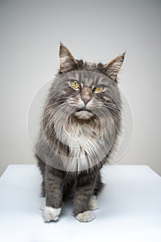 gray white maine coon cat looking angry or annoyed