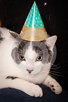 Gray and white pet cat wearing a pointed party hat