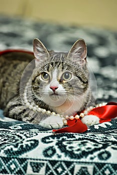 Gray and white  playful cat