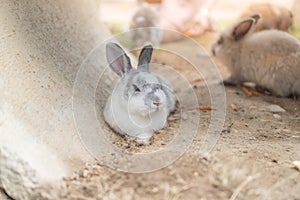 A gray and white rabbit laying down on the ground and leaning on the cement wall
