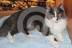 Gray and white Scottish stright cat with big eyes photo