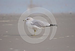 Gray and White Sea Gull on the Beach in Florida