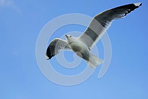 Gray white seagull on blue sky closeup bird flying wings spread and looking up