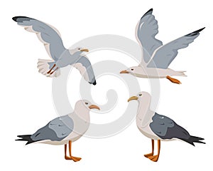 Gray and white Seagull in different poses