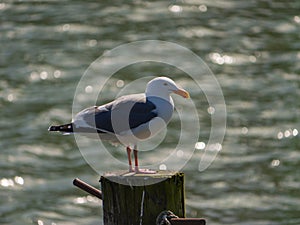 Gray and white seagull perched on a wooden pier in front of the pacific ocean