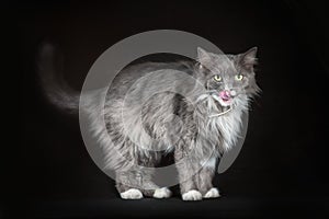 Gray and white shaggy cat on a black background