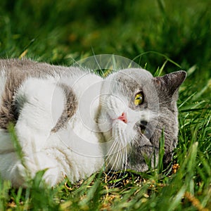 Gray and white straight scottish cat in the lawn