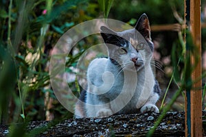 Stray cat in Genoa Ligury Italy photo