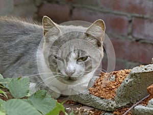 A wary stray cat with a serious expression