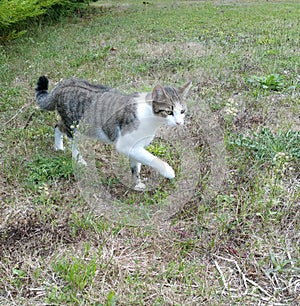 Gray and white striped cat prowling in garden