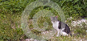 Gray white striped cat, sits and looks left.