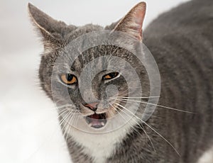 Gray and white striped cat stands on gray
