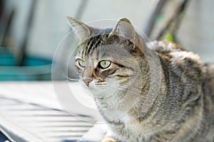 Gray White Striped European Shorthair Cat Lightened In The Garden With Studio Lightning