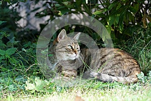 Gray White Striped European Shorthair Cat Lightened In The Garden With Studio Lightning