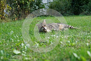 Gray White Striped European Shorthair Cat Lightened In The Garden With Studio Lightning