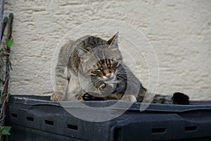 Gray White Striped European Shorthair Cat Lightened In The Garden With Studio Lightning