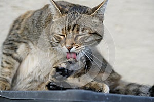 Gray White Striped European Shorthair Cat Lightened In The Garden With Studio Lightning