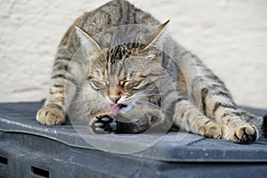 Gray White Striped European Shorthair Cat Lightened In The Garden With Studio Lightning