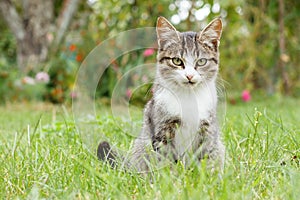 Gray and white tabby cat on green grass