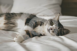 Gray and white tabby cat lounging on white bedspread gazes up peacefully