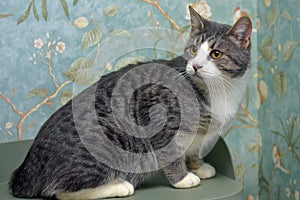 Gray and white tabby cat with orange eyes