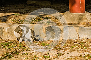 Gray and white tabby cat on a sunny afternoon